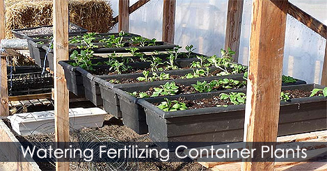 watering-fertilizing-container-plants.jpg