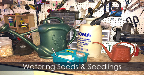 watering-seeds-seedlings.jpg