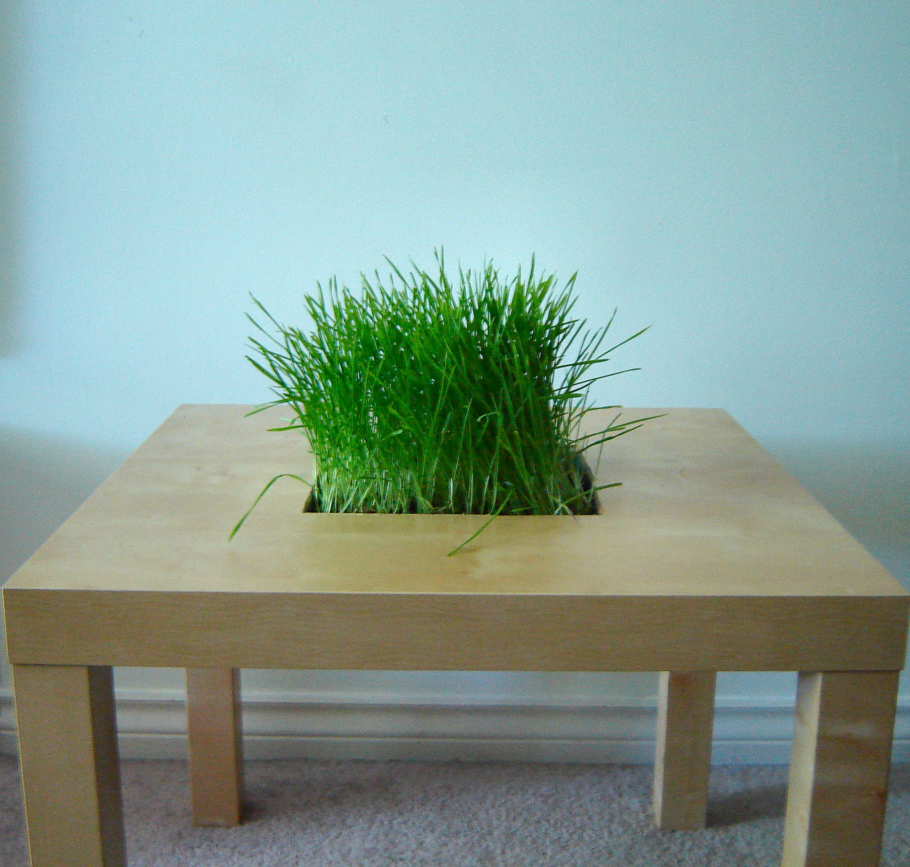 wheatgrass.JPG