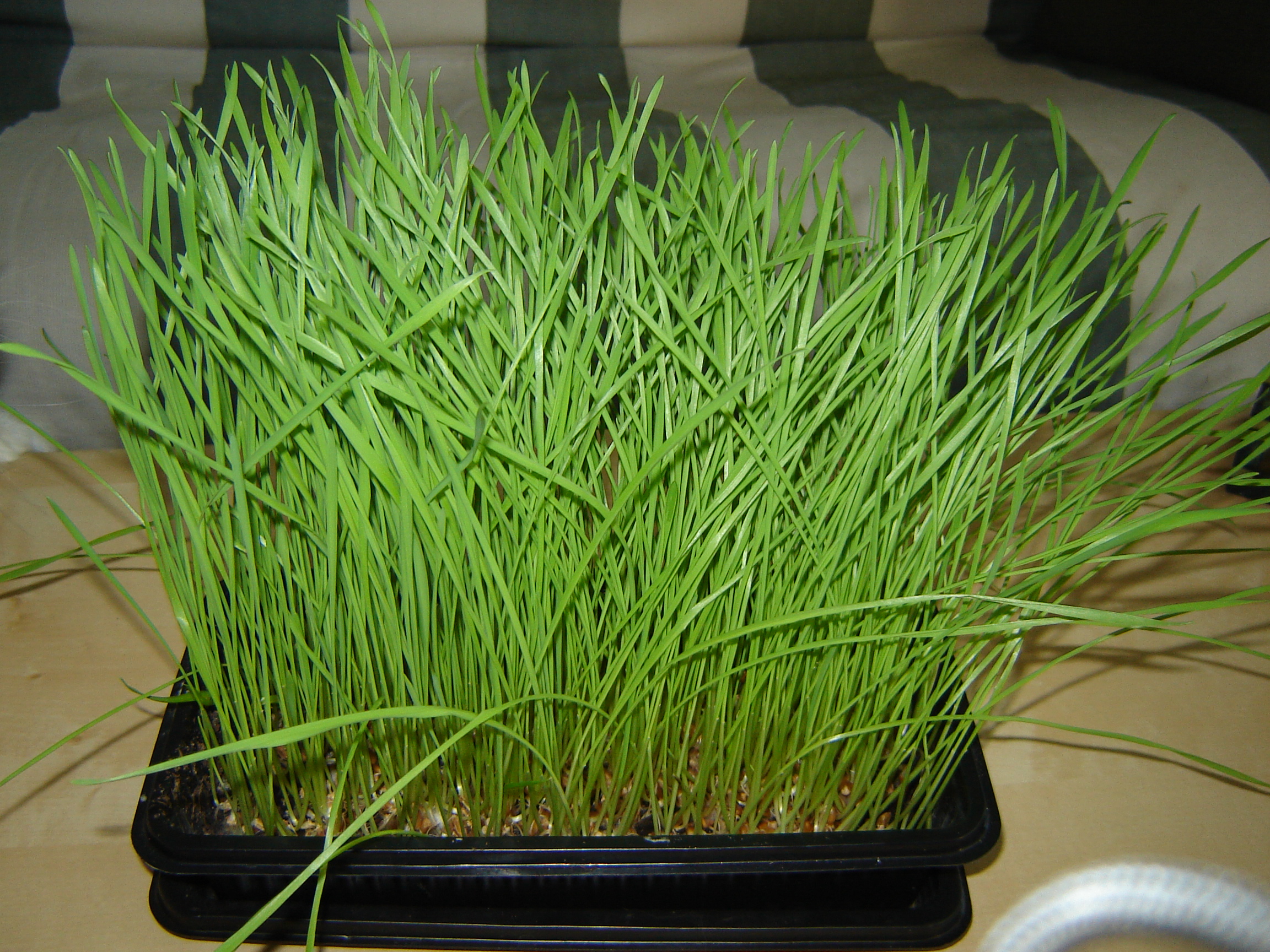 wheatgrass.jpg