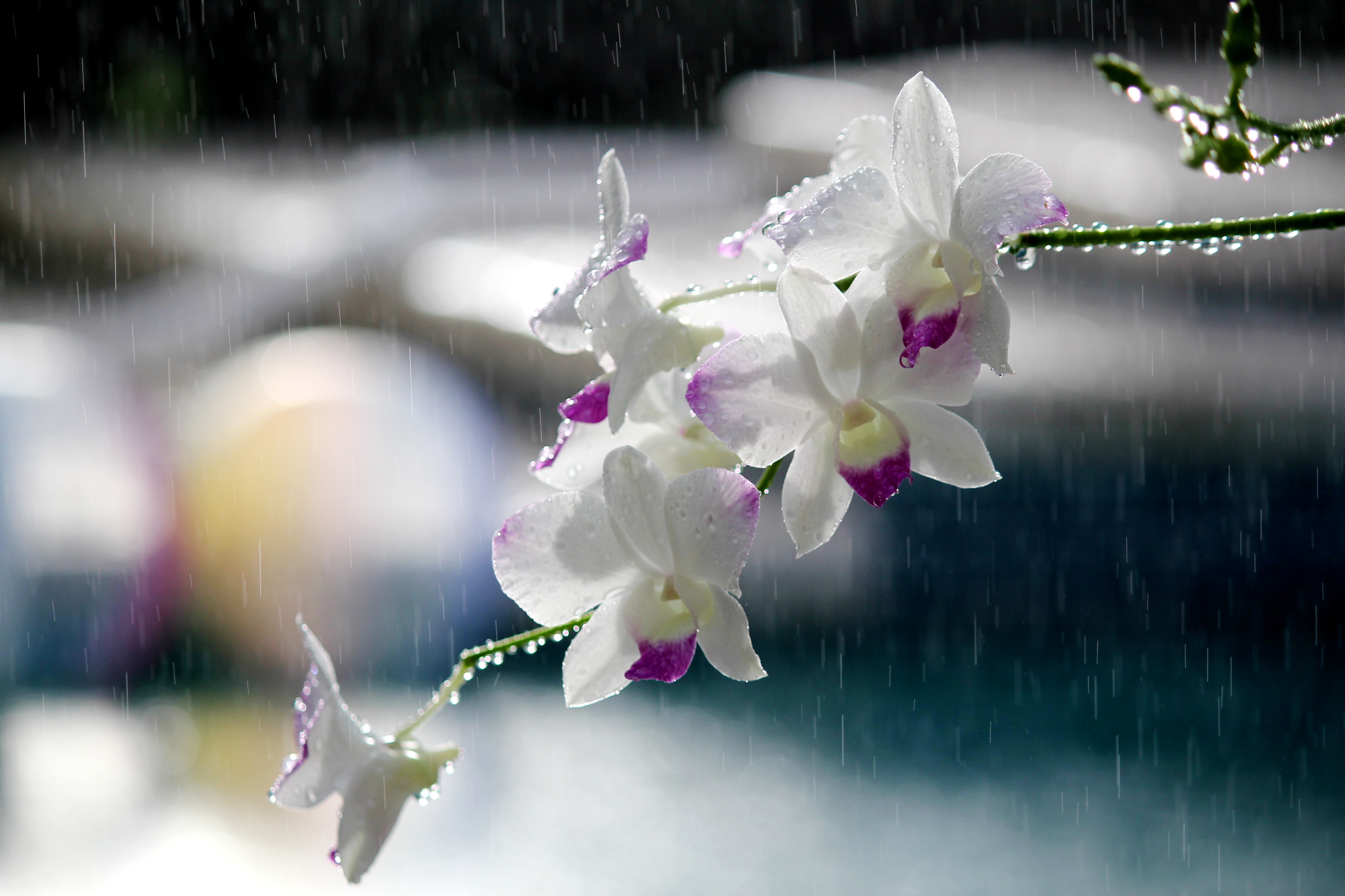 white and purple orchids in the rain.jpg