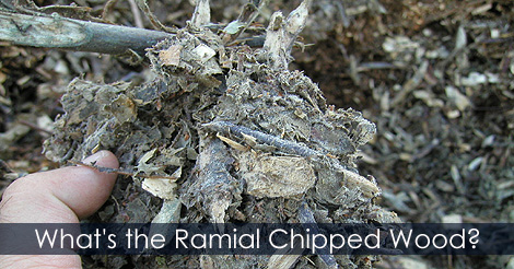 wood-chip-mulch.jpg