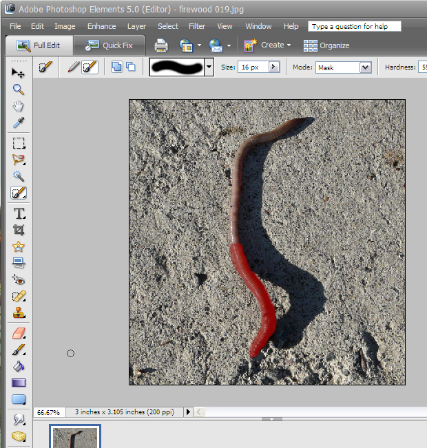 worm-photoshop.jpg