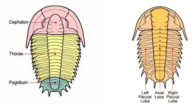 xparts-of-trilobite.gif.pagespeed.ic.pKDdwzVrhk.gif