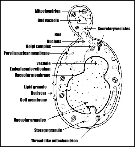 yeast3.bmp