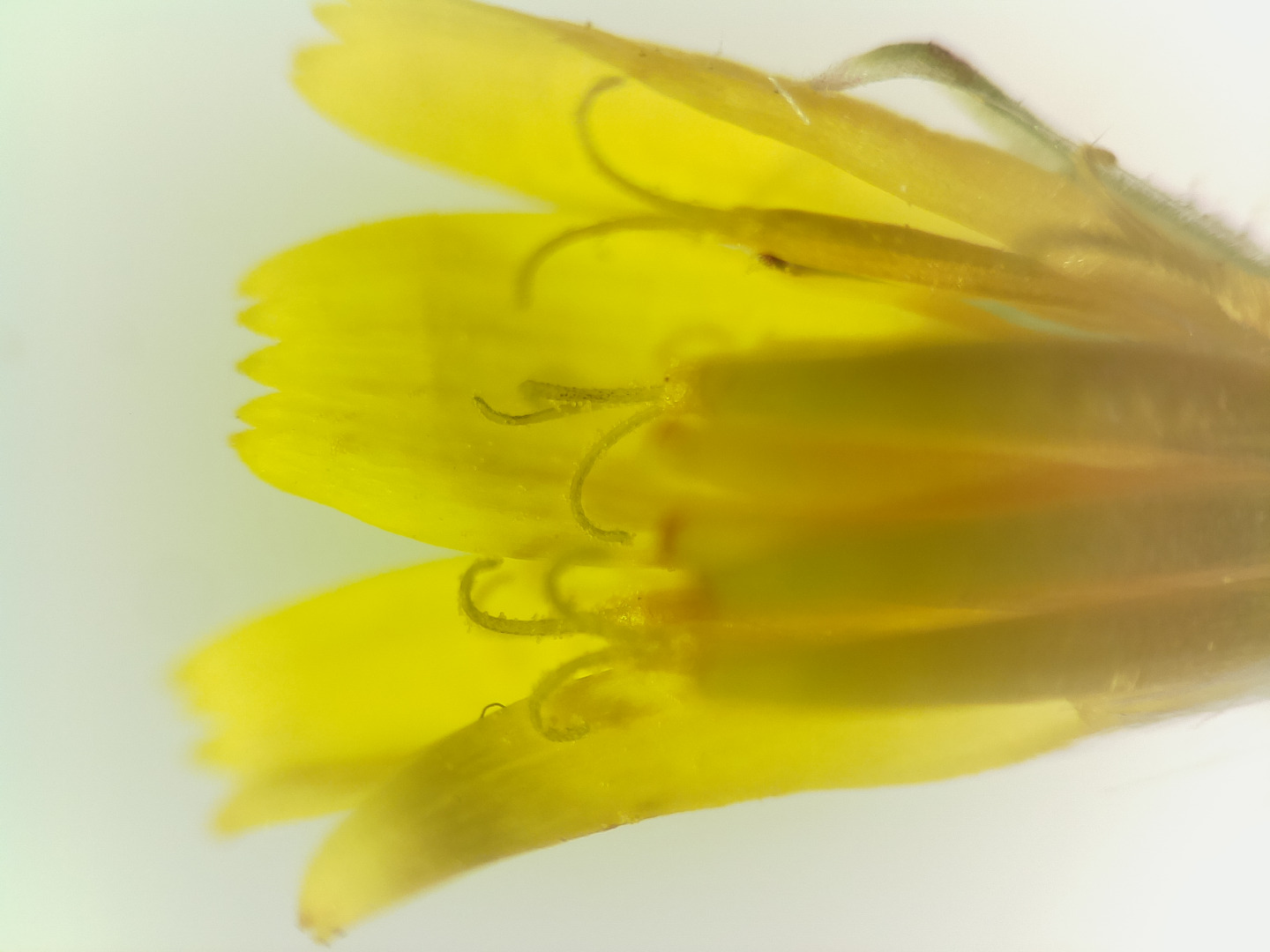 yellow flower 1 12 mm objective.jpg