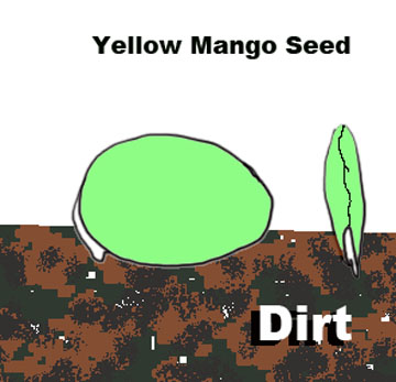 yellow seed placement.jpg