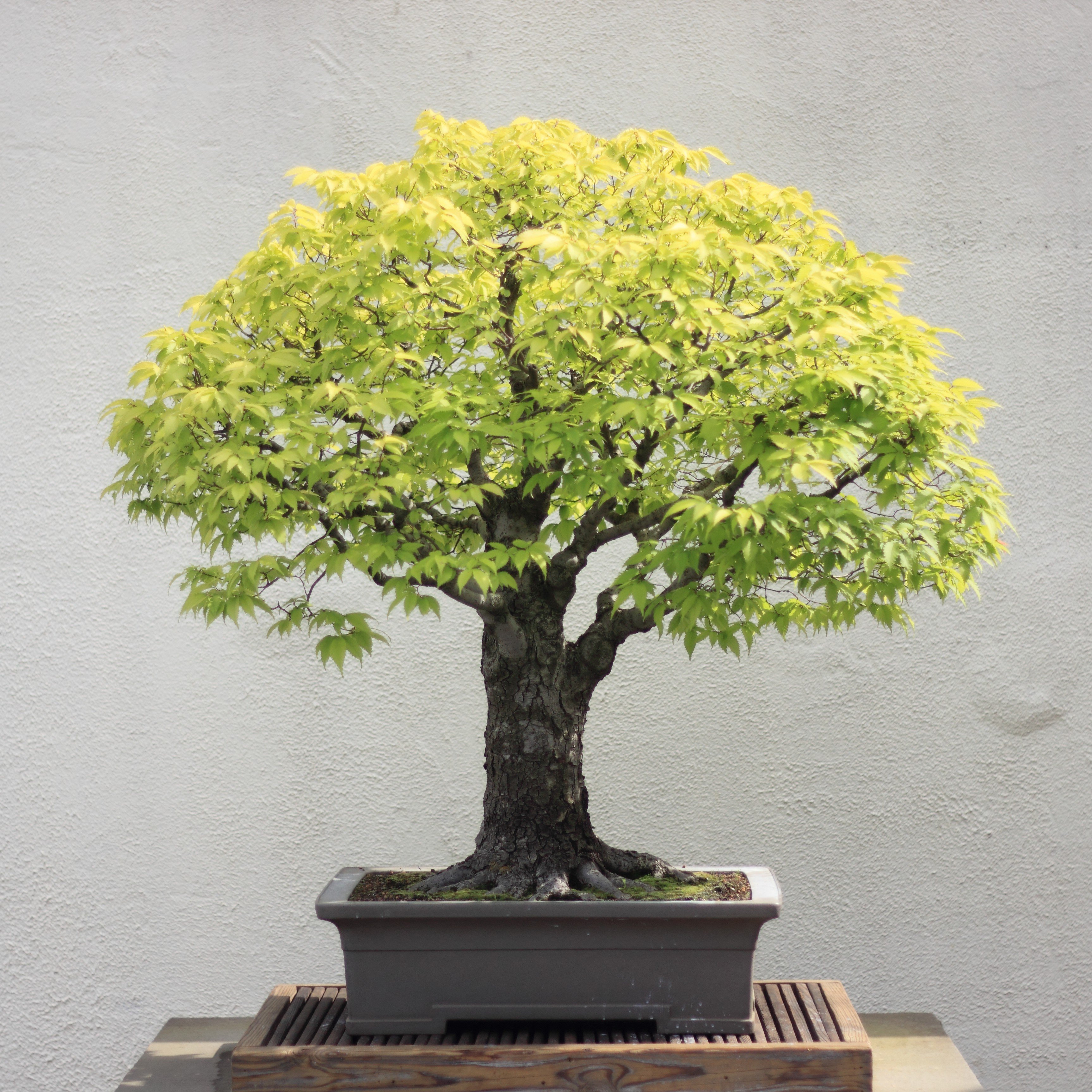 zelkova-bonsai-tree.jpg