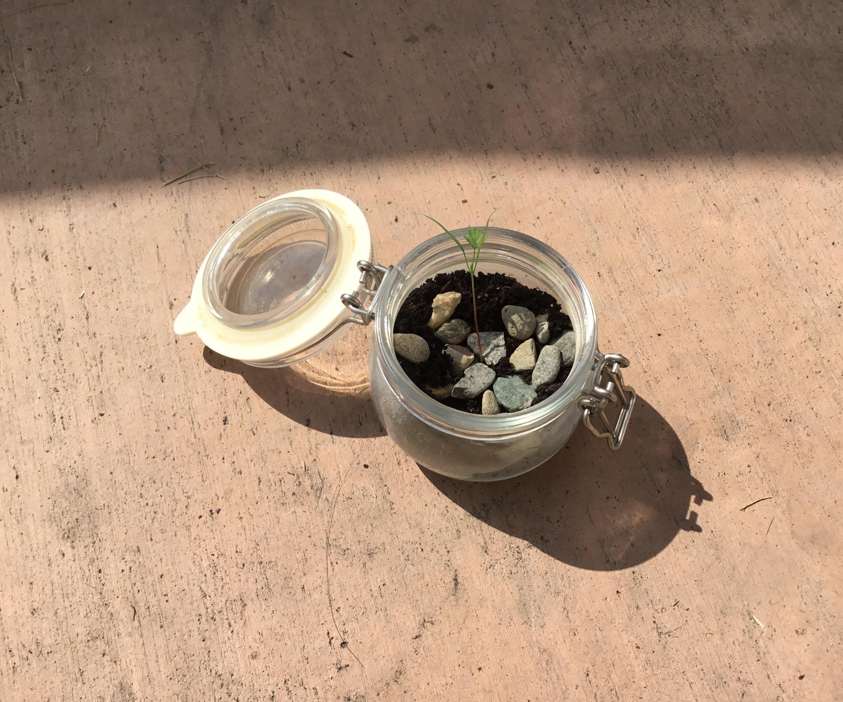  Mason Jar Mini Garden 