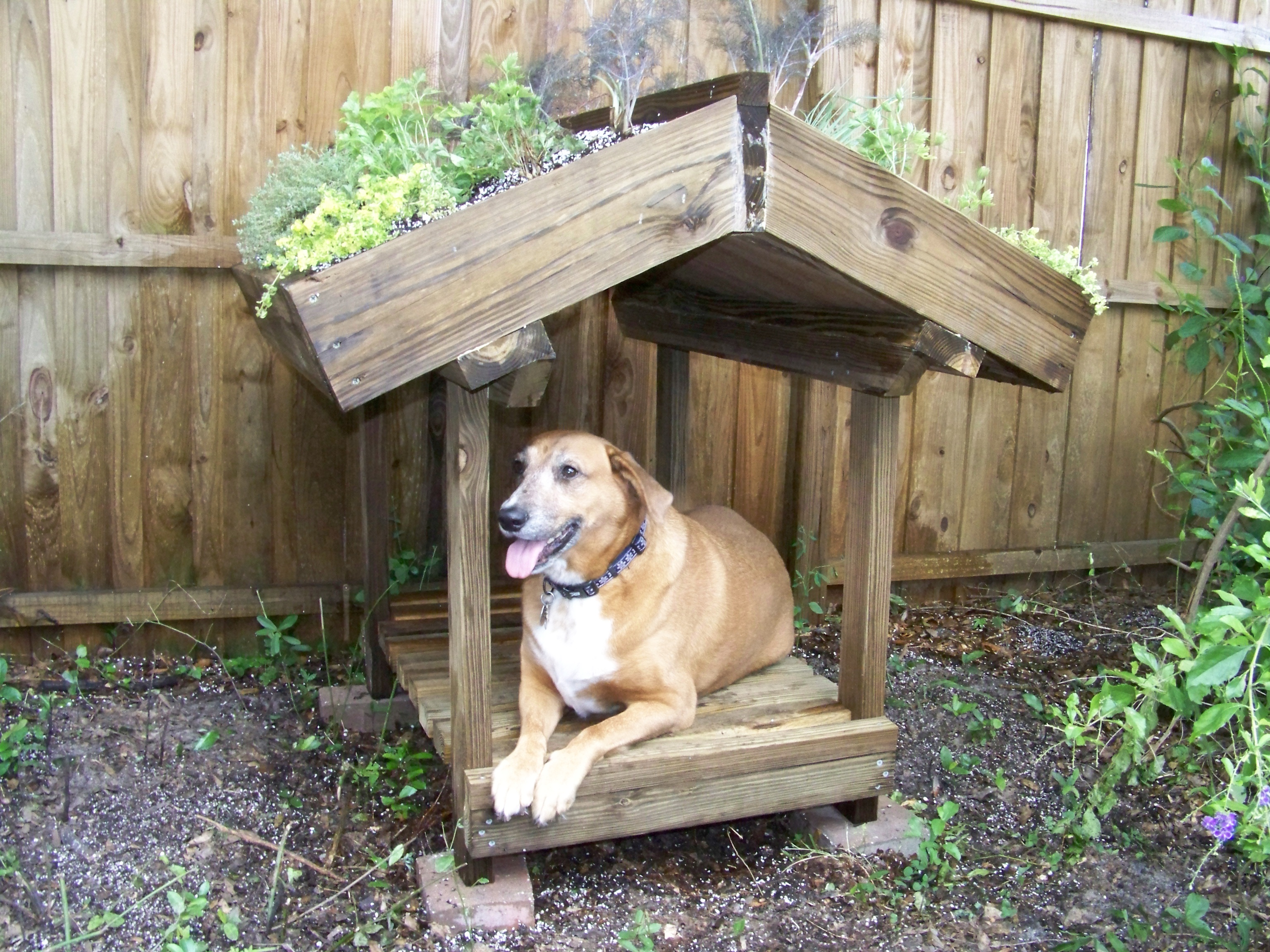 Green Roofed Dog Veranda