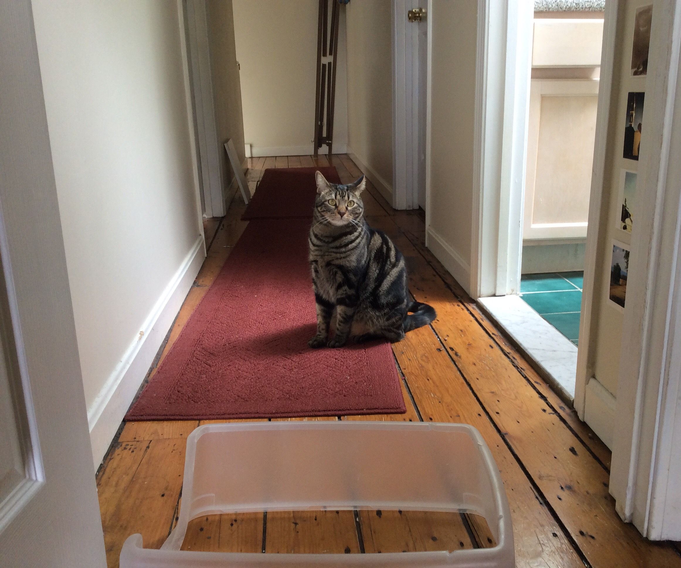 Rock Your Litter Box!  a Litter Box Hack for the Rest of Us.