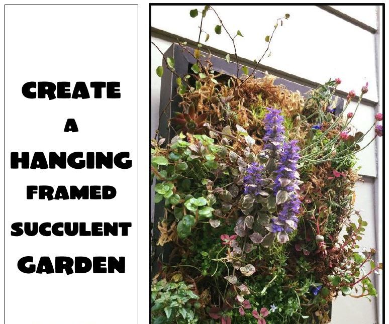 Create a Hanging Succulent Garden