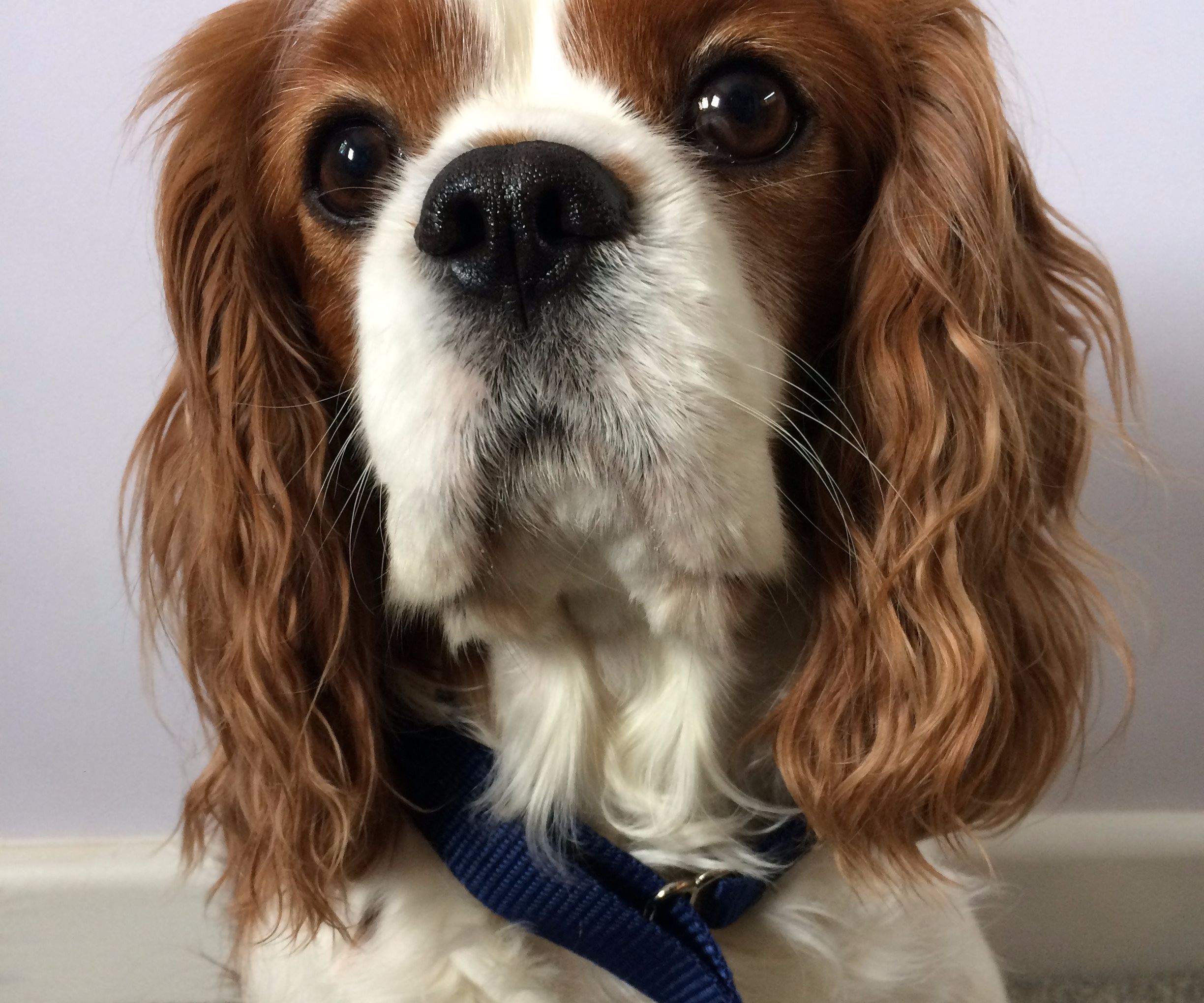 Semi Slip Training Collar (Martingale)