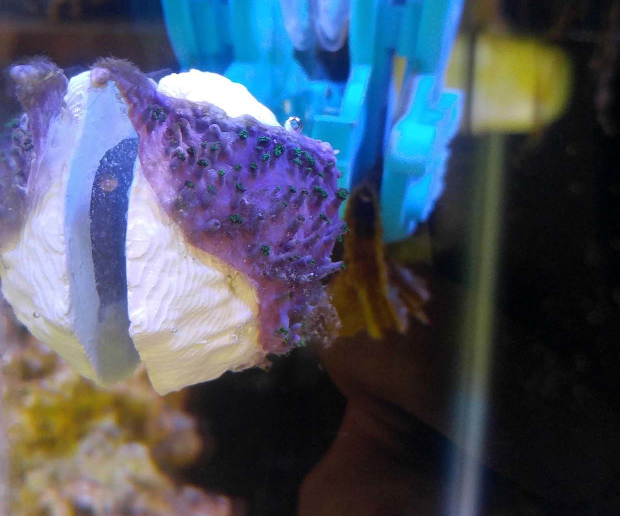 $5 DIY Magnetic Coral Frag Plug (mag-frag) for Reef Aquarium
