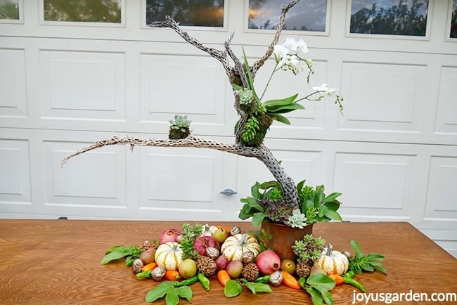 Cholla-wood-branch-holds-a-white-phalaenopsis-orchid-and-small-succulent-plants-Fall-produce-surrounds-the-decorated-branch-Fall-table-decor.jpg