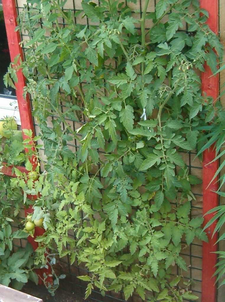 Vertical Garden