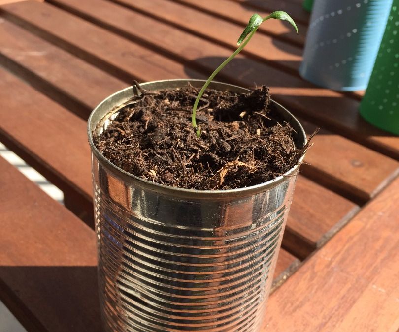 Recycled Flower Pot From Tin Cans 