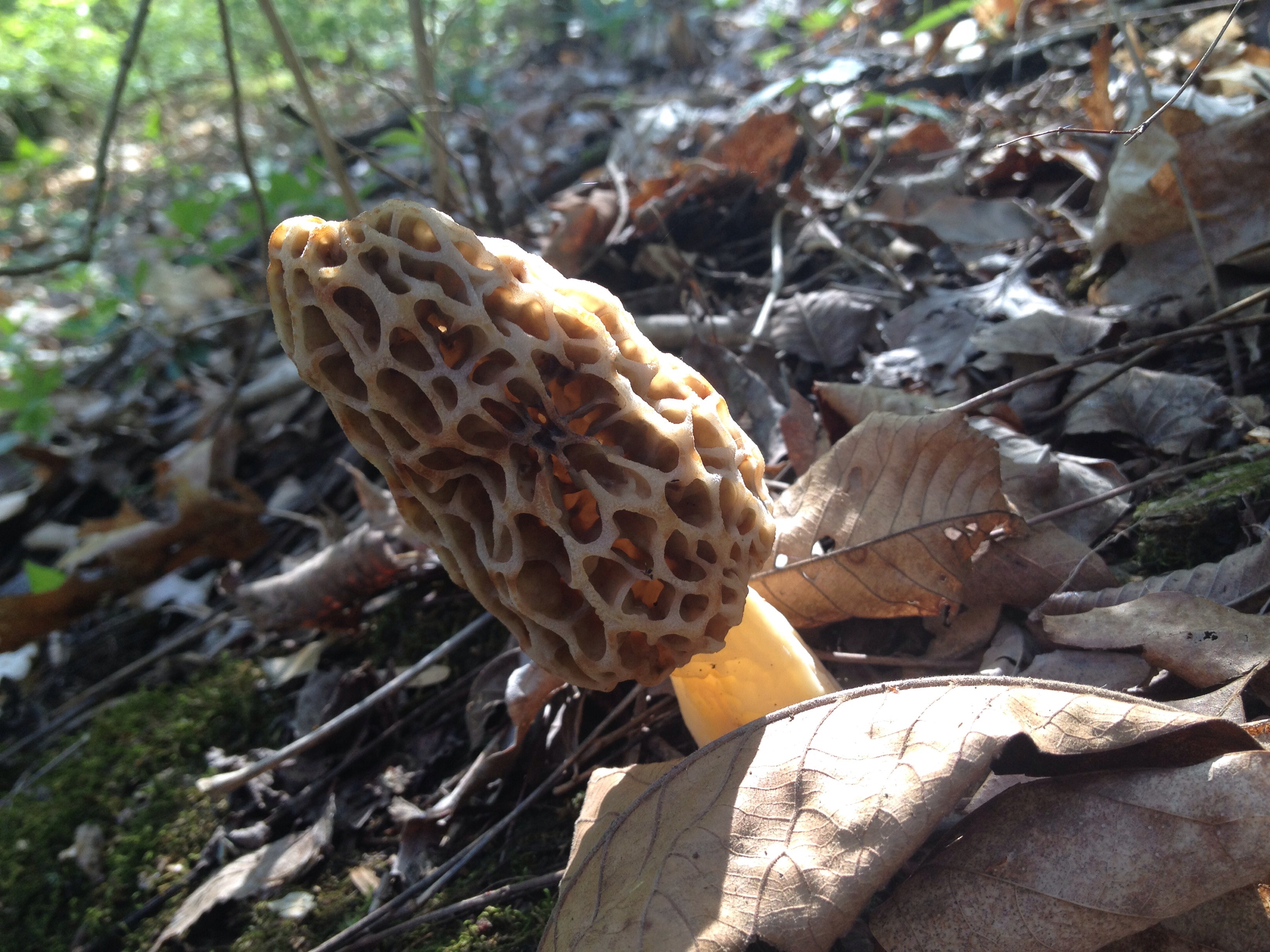 How To Spot And Identify Morel Mushrooms