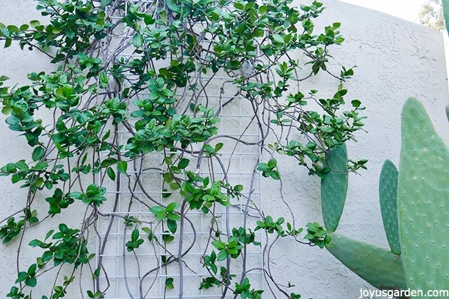 Looking-closely-into-the-center-portion-of-a-Star-Jasmine-vine-It-grows-against-a-white-wall-and-there-is-a-cactus-next-to-it.jpg