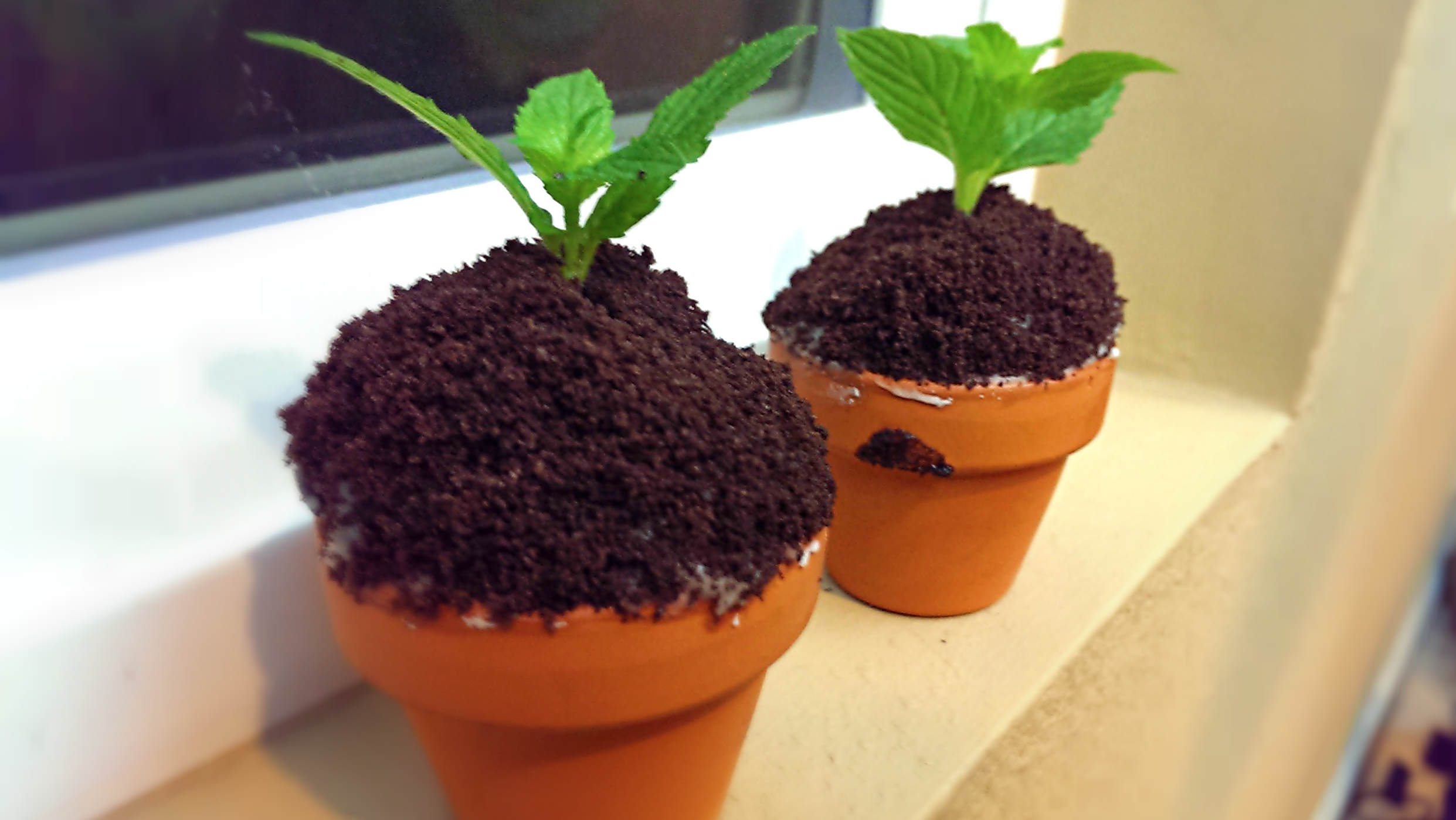 Potted Sapling Cupcakes | Josh Pan