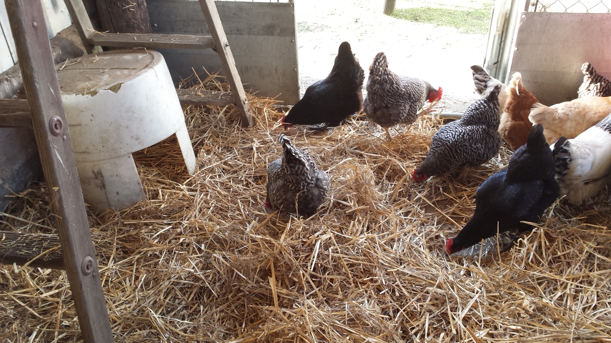 Maximize Chicken Coop Space for more chickens