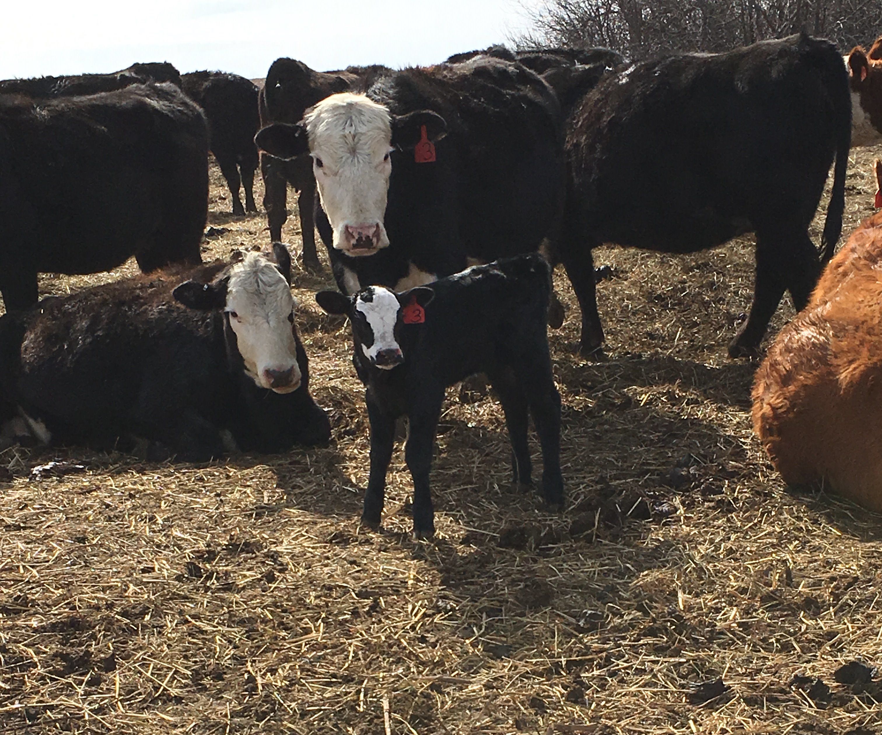 How to Load Feed for Cows