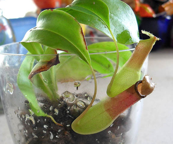 Chic and Simple Carnivorous Plant Terrariums