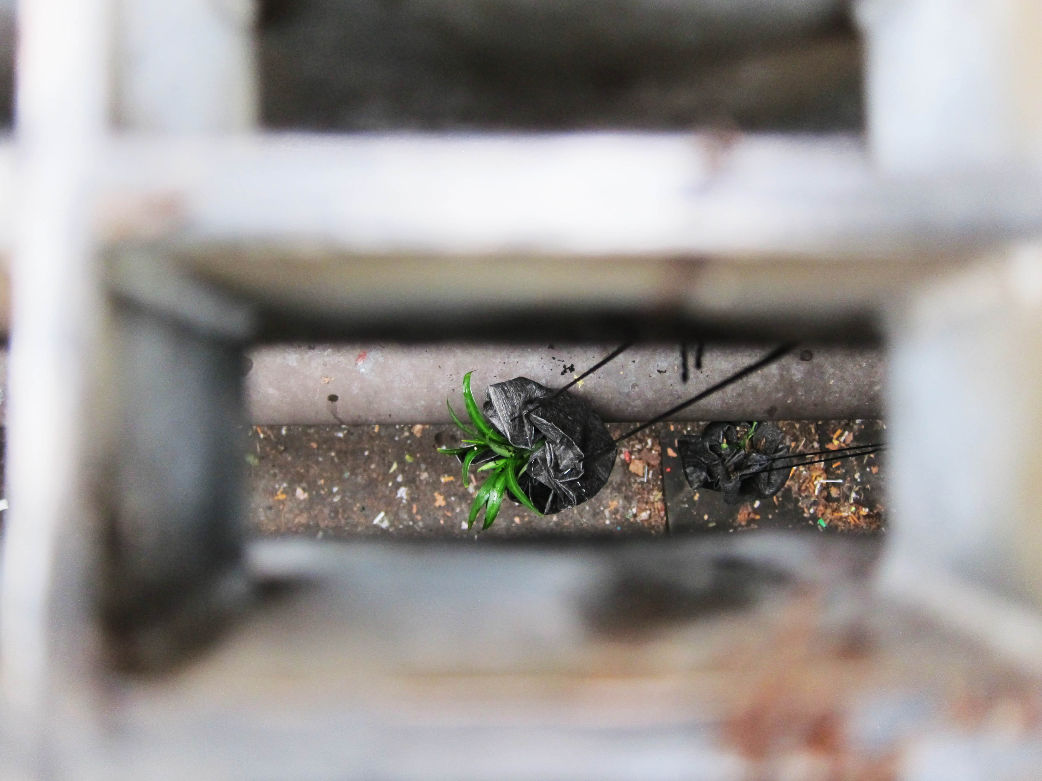 Planting Subway Grates: Step by Step Instruction