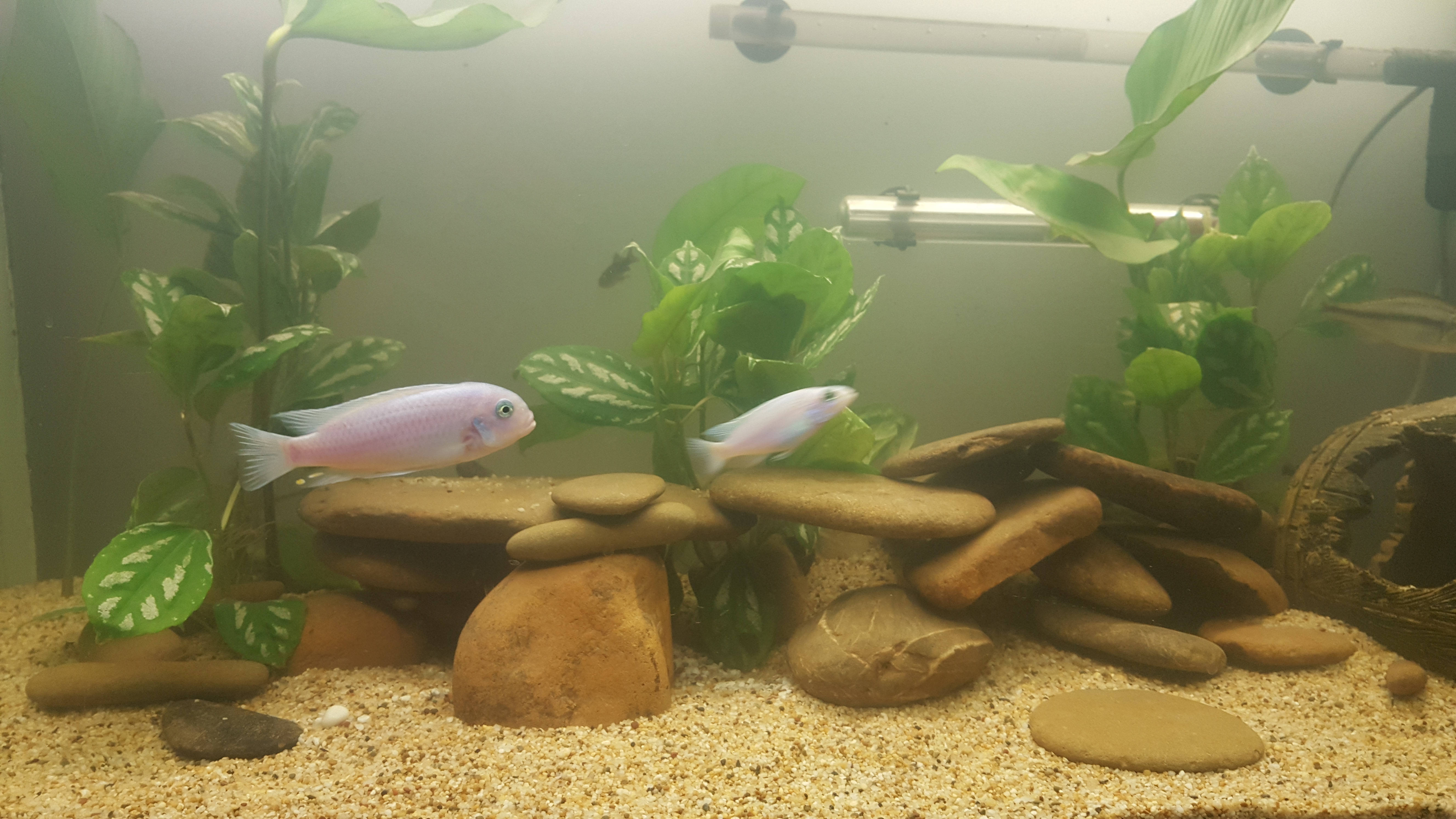 So, you've bought a secondhand fish tank