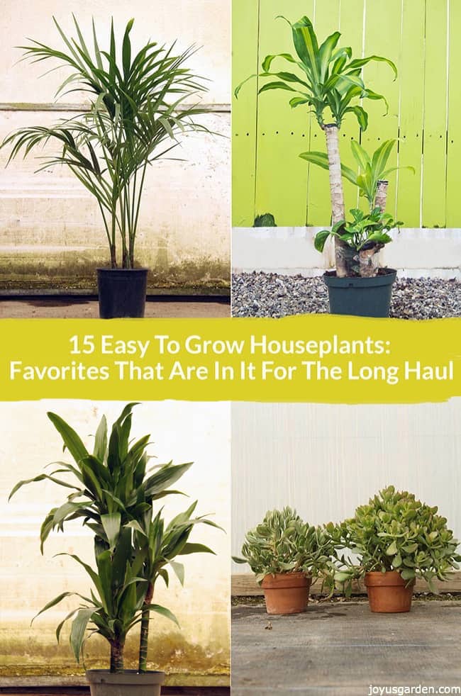 Collage-with-4-of-the-15-Easy-To-Grow-Houseplants-including-jade-plant-janet-craig-kentia-palm-and-corn-plant.jpg