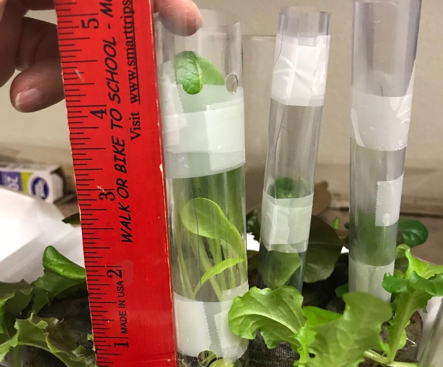 Tube Garden