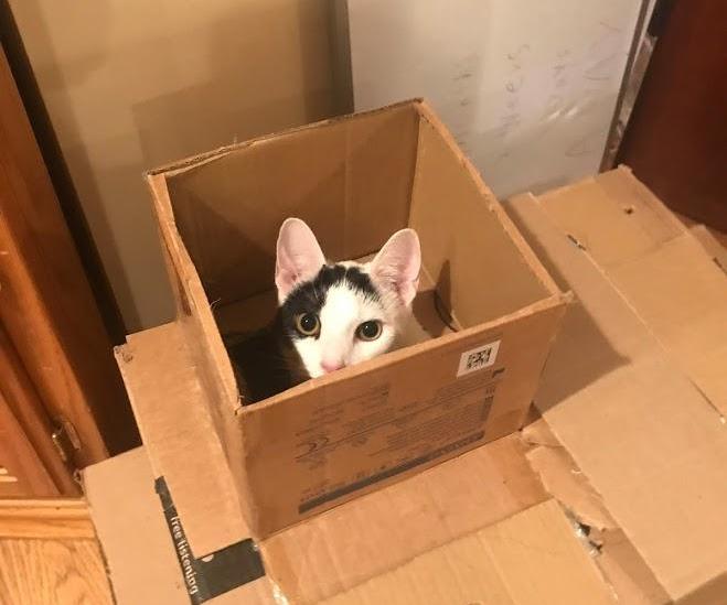 Cardboard Cat Box Surprise