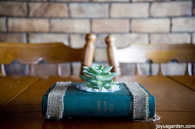 old-book-that-has-been-transforemed-into-a-succulent-planter-the-book-is-on-top-of-a-kitchen-table-as-the-centerpiece_new.jpg