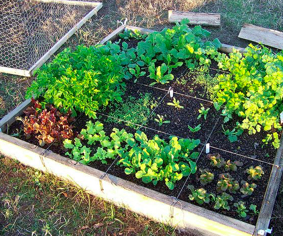 Square Foot Gardening