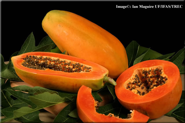using papaya as a multipurpose home made remidies