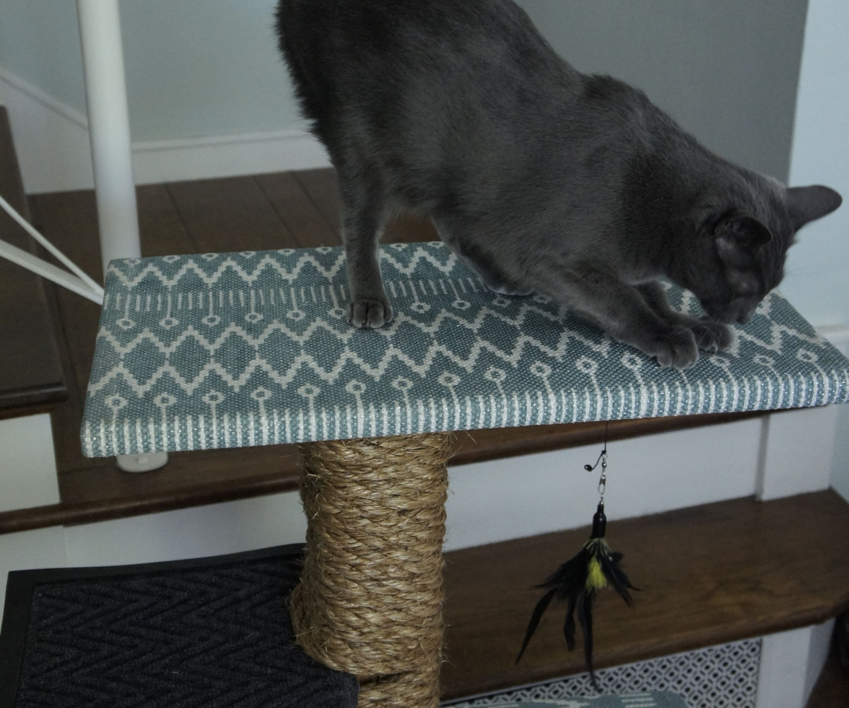 Custom Cat Scratcher w/ Removable Covers
