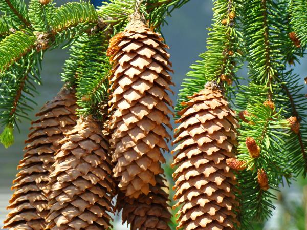 pine-cones-art-prints-conifer-pine-tree-landscape-baslee-troutman-baslee-troutman-fine-art-prints-collections.jpg