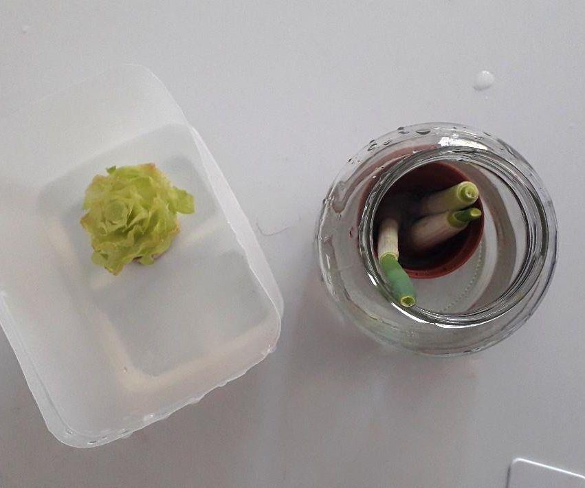 Regrow Your Kitchen