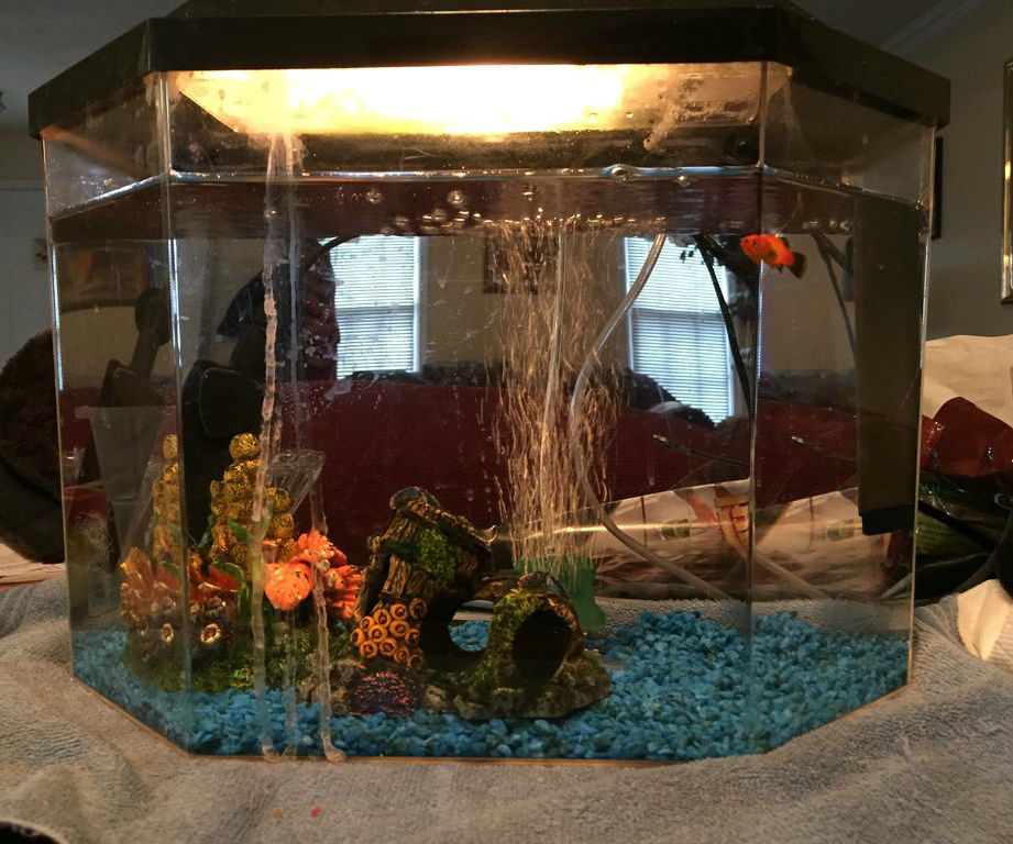 How to Clean Your Small Fish Tank