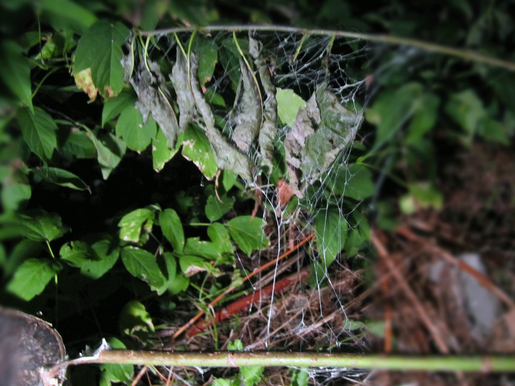 Make Creepy Fake Spider Webs - Fast and Easy!