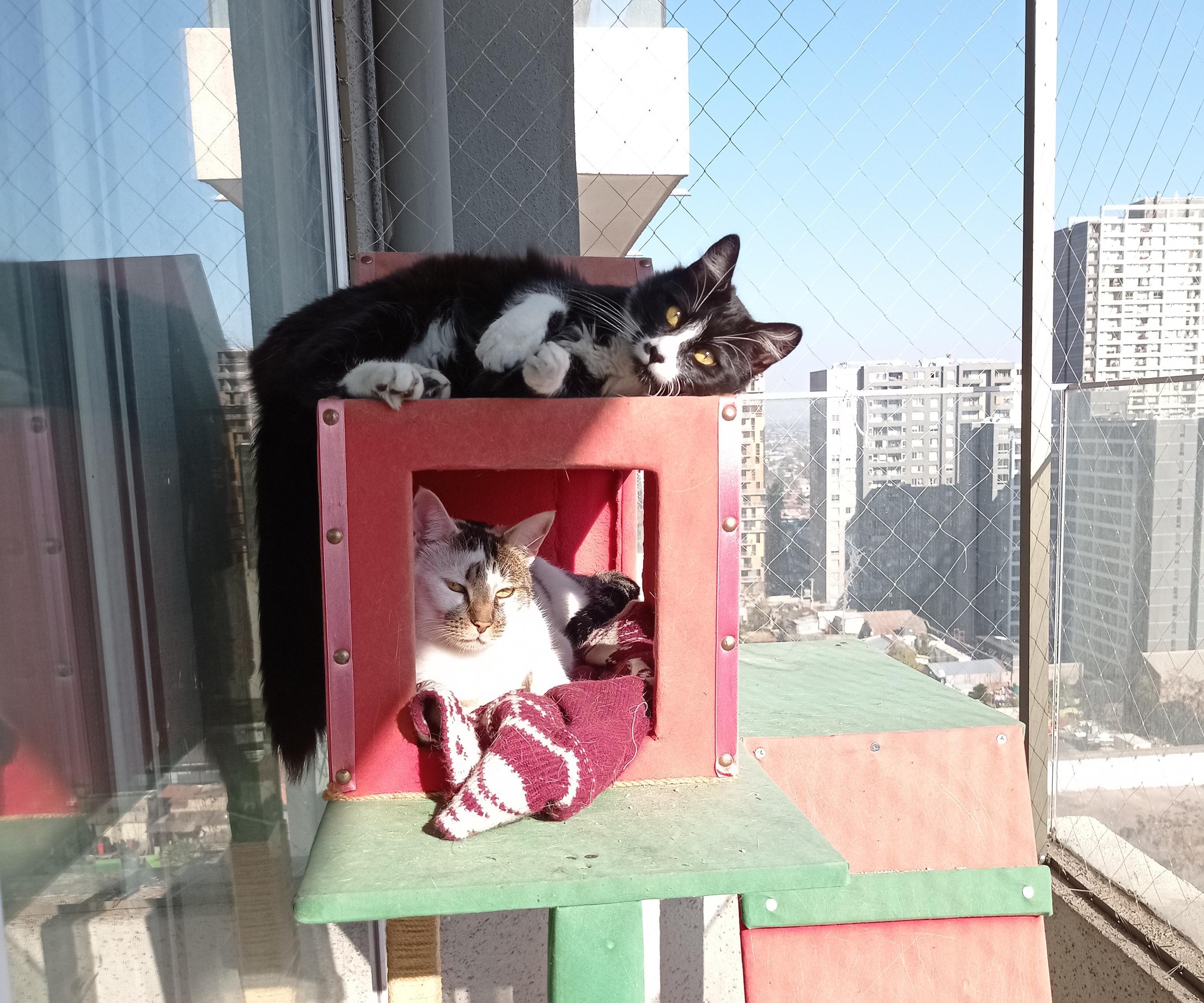 Miau Quiero Pis 