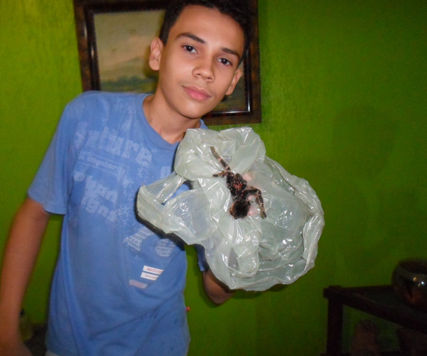 how to safely withdraw tarantulas