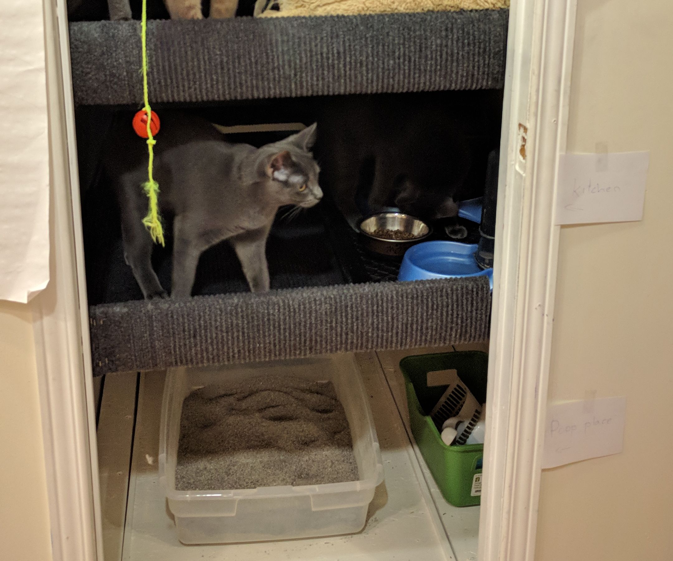 A Cat Chalet; Why Not?