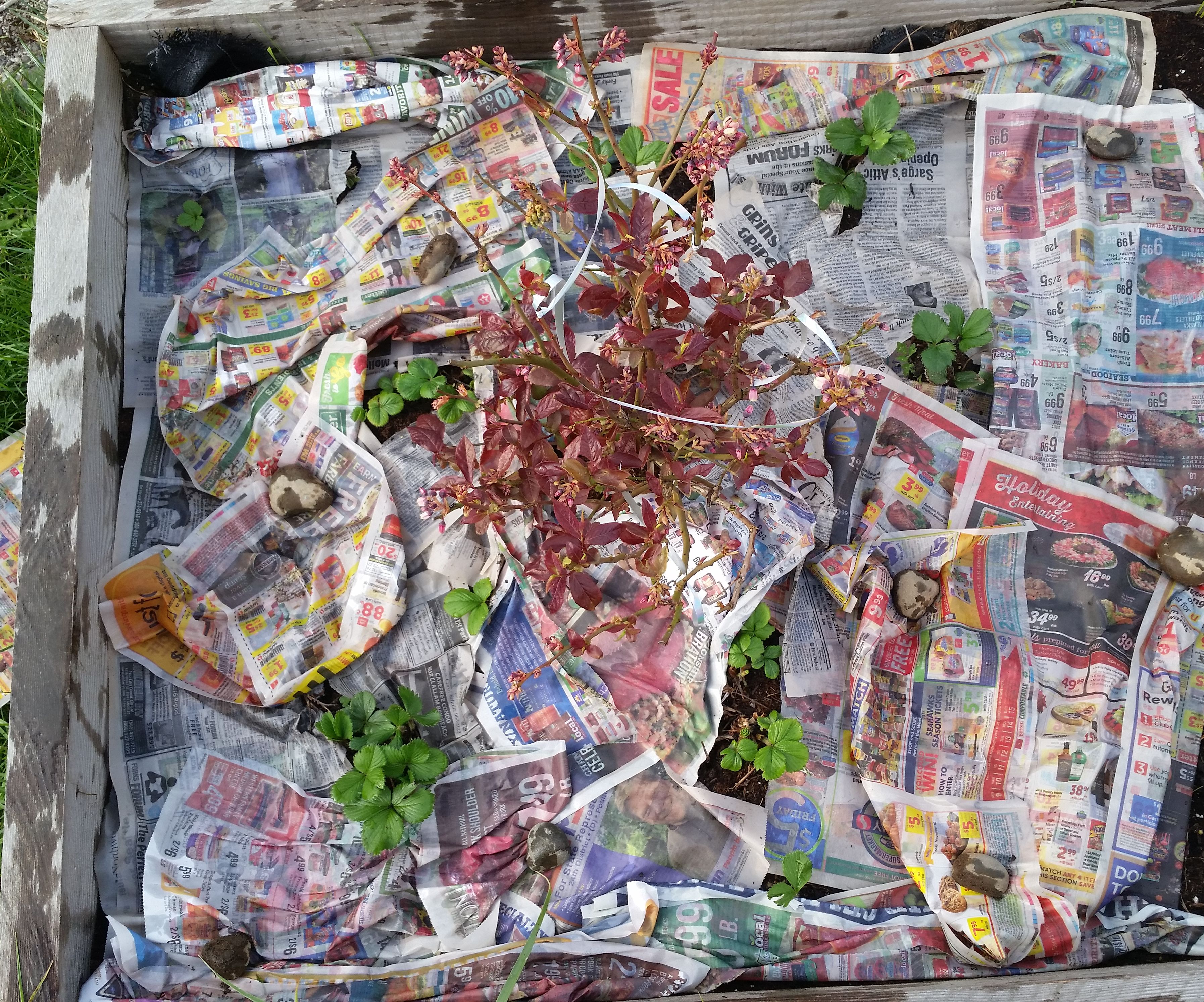 Garden Paper: Recycle and Reduce Weeds  Whoot!!