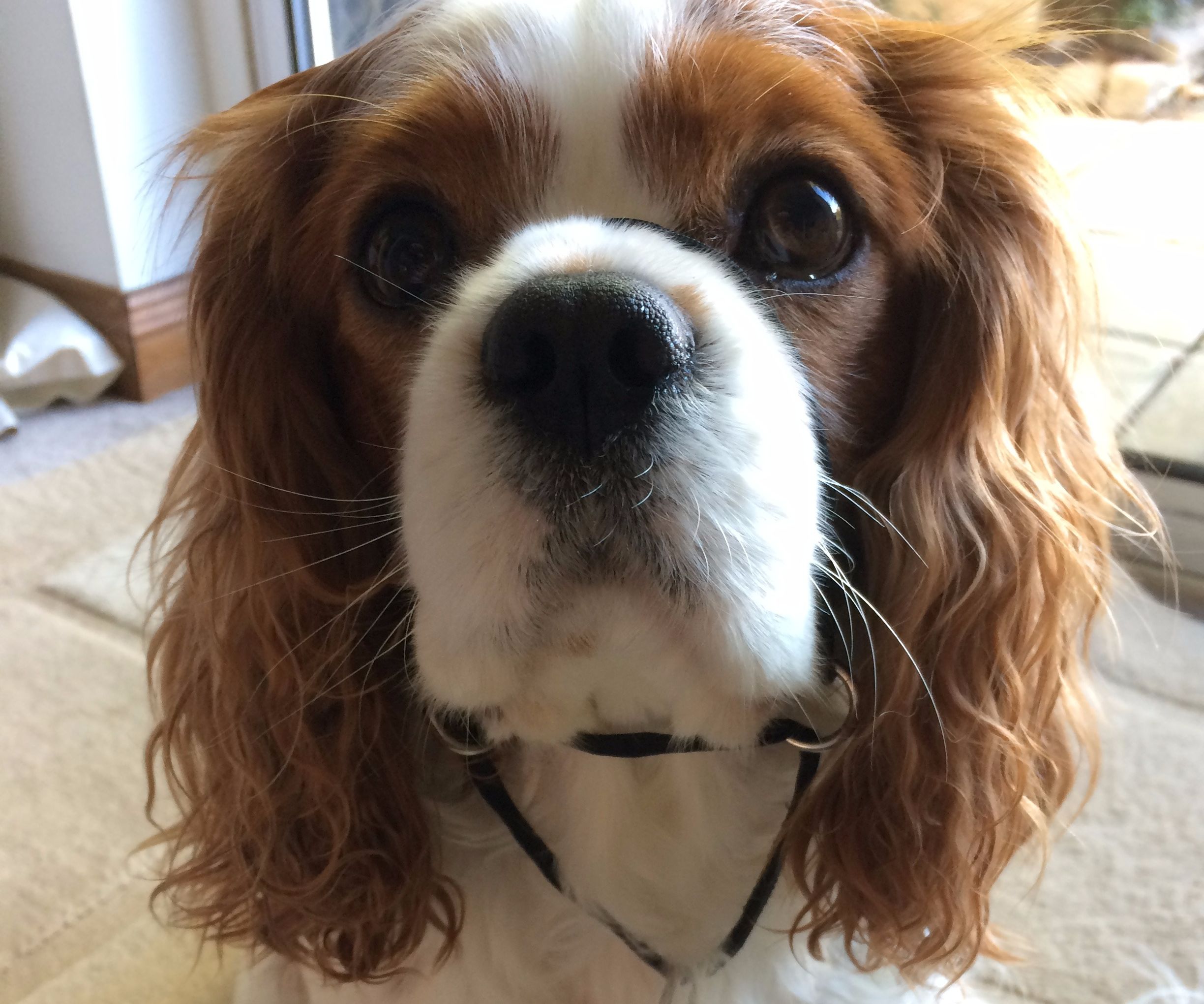 DIY dog halter/ head collar