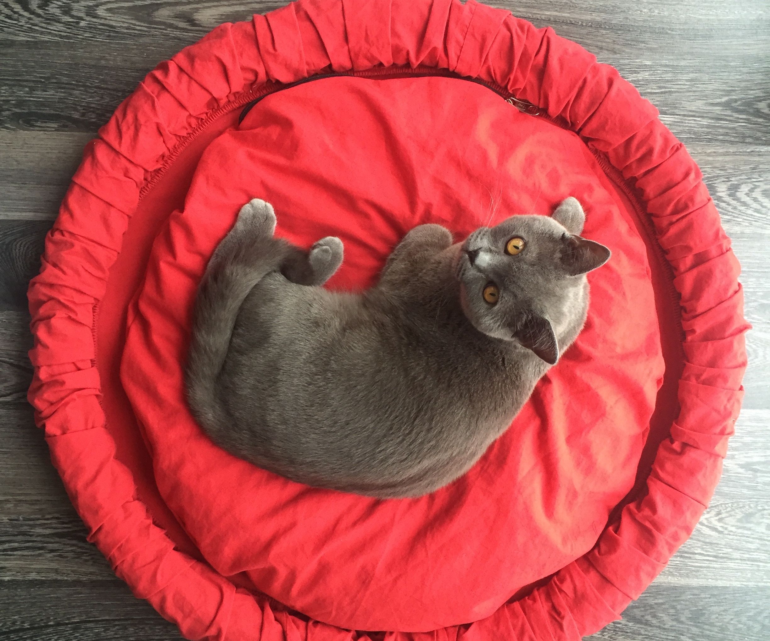 Upcycled Bike Tire Pet Bed