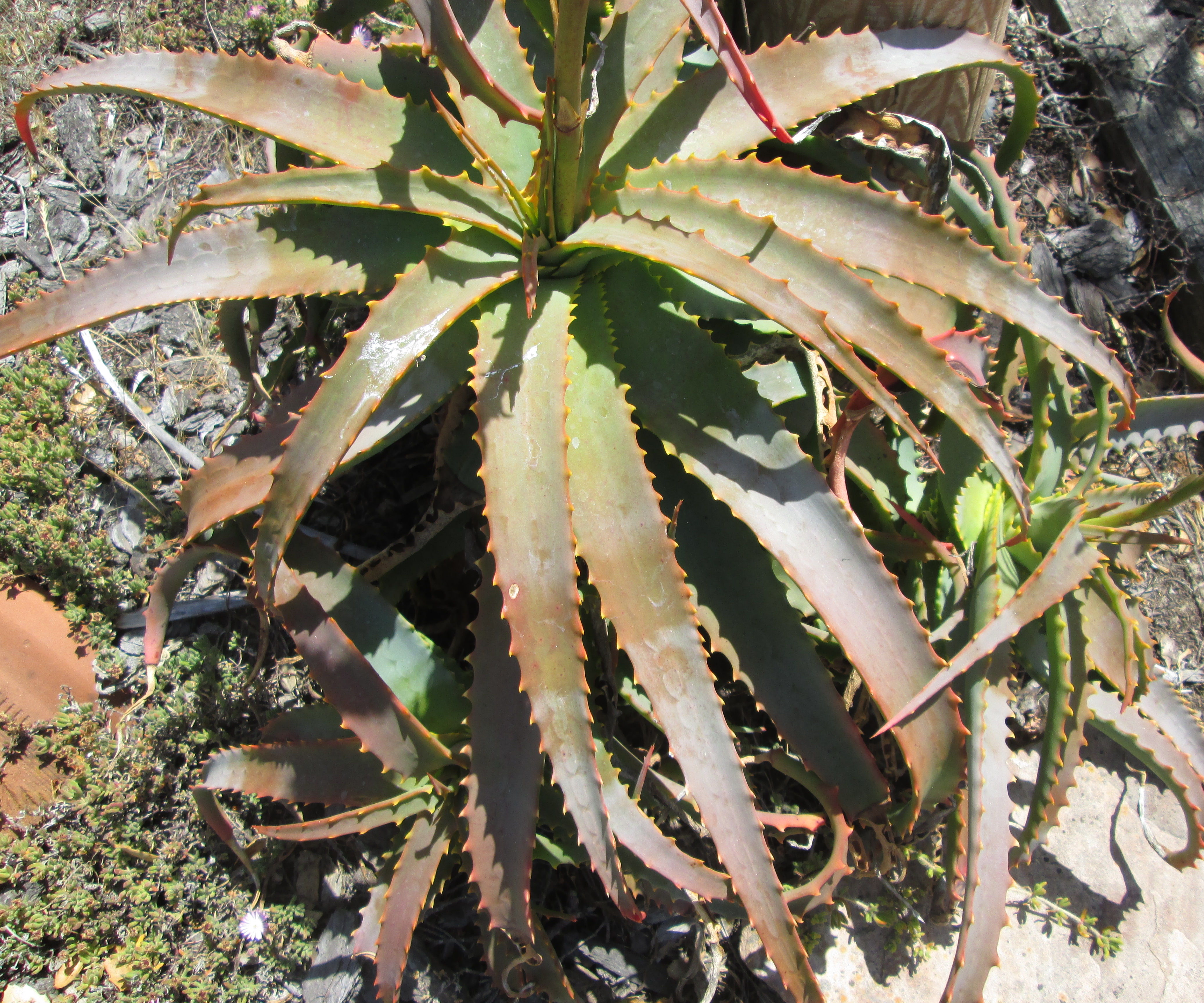 How to Grow Aloe Vera From a Leaf (And Use It)