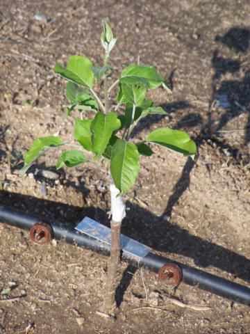 Growing Apple Trees From Seed.