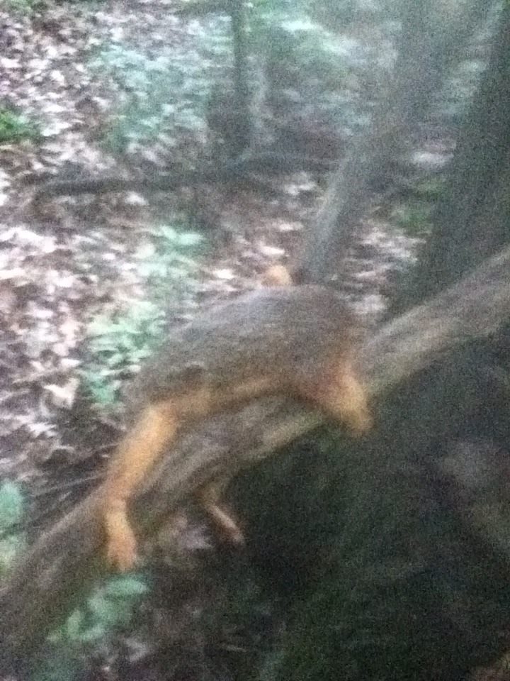 How to trap and skin a squirrel