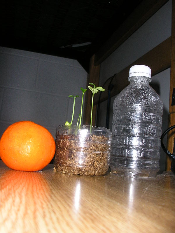 Growing a "Green" Orange Tree